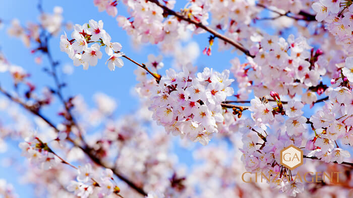 2020年3月のお知らせ 春祭りを延期した会員制高級クラブ