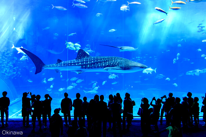 ホステスさんに人気・沖縄 水族館