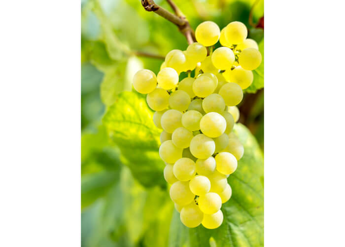 コート・デ・ブラン地区のル・メニル・シュール・オジェに「サロンの庭」と呼ばれるわずかな広さの畑と、19の契約農家所有の土地15ヘクタールを選定し、ここでのみ「サロン」を生み出すブドウを栽培することにしたのです。