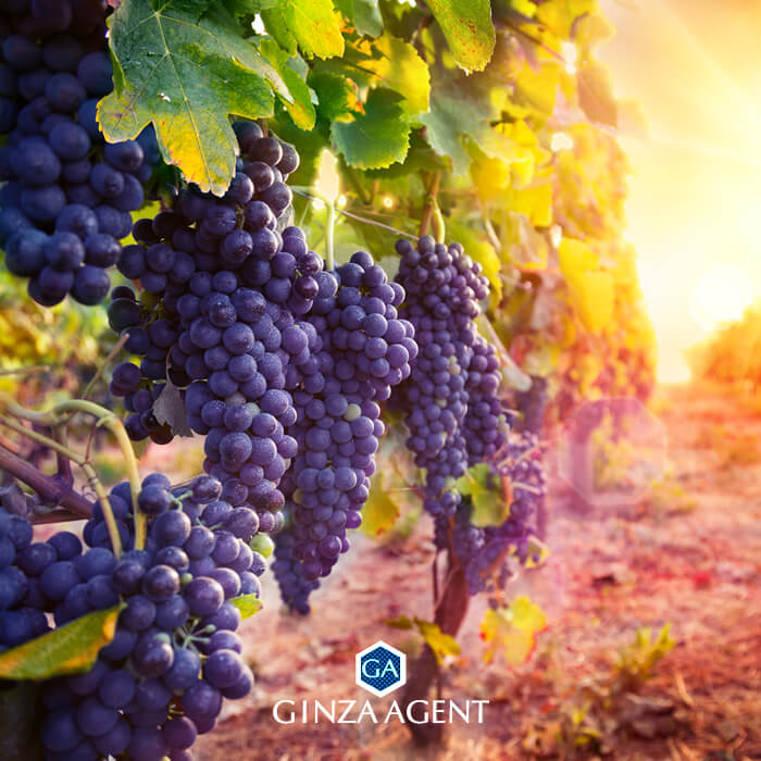 ロバート・モンダヴィとは?