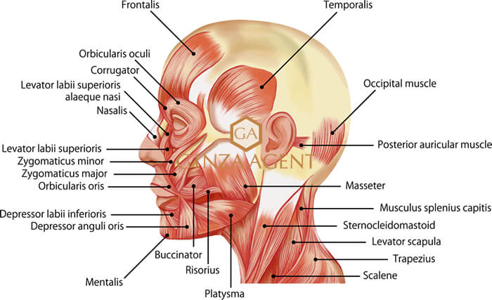 もともとポーカーフェイスが得意な人は接客業の素質あり!?